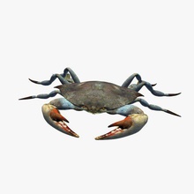Krabbe v2 Tiere bedruckbar ist lowpoly 3d print model - Mito3D