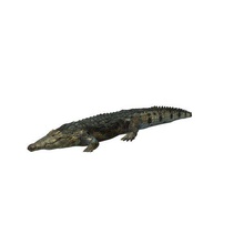 Krokodil v1 Salzwasser ist Tiere bedruckbar lowpoly 3d print model - Mito3D