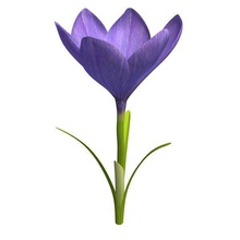 fleur de crocus v1 le violet la plantes faune imprimable lowpoly les 3d print model - Mito3D