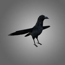 crow low-poly animais pássaro corvo cryengine voar floresta jogo inferior modelo npc poli raven pronta udk unidade irreal vinrax asa 3d print model - Mito3D