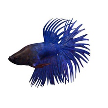 crowntailbetta v1 crown tail betta animals printable lowpoly 3d print model - Mito3D