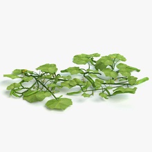 pepino planta abrams criações bem alimentos jardim saudável modelo natureza picles produzir pequena vegetais 3d print model - Mito3D