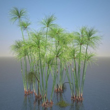 cyperus papyrus conjunto 3dhedgehog aquáticos o egito grama paisagem modelo nilo papel papiro planta reed junça definir pequena pântano zonas húmidas 3d print model - Mito3D