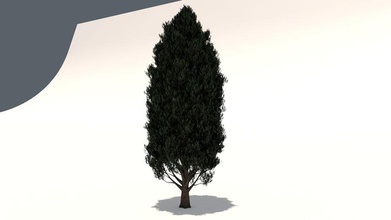 cypress oak tree-Modell 3d 4d Architektur c4d Kino ist Elemente kizilboga Modell Eiche Straße Baum 3d print model - Mito3D