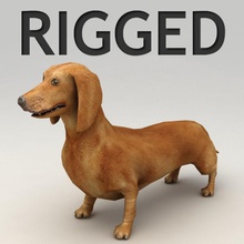 dachshund hileli hayvan iki ayaklı kemik boxer köpek kvakling daha düşük lowpoly memeli model evcil poly rig cilt terrier 3d print model - Mito3D