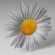 daisy flower jasenluxchambers model petal plant 3d print model - Mito3D
