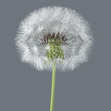Karahindiba çiçek kürk baş model bitki shop3ds küçük beyaz 3d print model - Mito3D