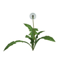 dandelionflower v1 dandelion plants wildlife printable lowpoly 3d print model - Mito3D