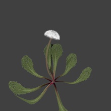 dandelion field flower lodlo meadow model plant 3d print model - Mito3D