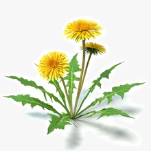 dandelions abramsdesign dandelion flower meadow model nature plant spring summer weed wild yellow 3d print model - Mito3D