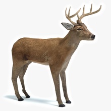 cervi abramsdesign animale palchi buck la foresta gioco horn più in basso mammifero modello poli pronto vero coda tempo bianco fauna selvatica 3d print model - Mito3D