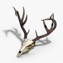 deer skull animal antlers bone cerf cervus cr ne elaphus etmawerick head hirsch jelen knochen lebka model sch del tier trophy 3d print model - Mito3D
