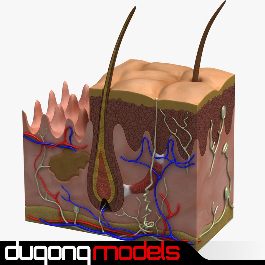 derme anatomia adiposo o corpo personagem a cruz dugm01 dugongmodels epiderme folículo glândula cabelo humanos interno médica modelo órgãos os poros seção pele fatia suor do sistema 3D print model - Mito3D