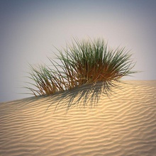 deserto fili d'erba marrone cespugli cactus secco floreale erba verde paesaggio prato foglia modello natura nicemodels la pianta sabbia set piccola staminali vegetazione 3d print model - Mito3D