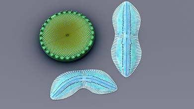 de diatomeas activepoly alga biología botánico el la botánica célula educativo microscopio microscópico modelo planta ciencia científica simetría 3d print model - Mito3D