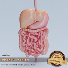 digestive system 3d anatomy body character collection esophagus gallbladd human internal liver max medical model organs pancreas people sahasrad science spleen stomach 3d print model - Mito3D