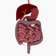 digestive system 3ds anatomy human body character colon esophagus gallbladder internal light green liver max medical medicine model mouth organs pancreas parotid spleen 3d print model - Mito3D