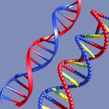 dnazip l'anatomie de la biologie corps cellule chromosome maladie l'adn zip gène giimann hélice l'homme médicaux modèle molécule le noyau science strand 3d print model - Mito3D