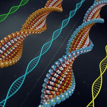 dna asit anatomi atom biyoteknoloji kimya çift evrim genetik genom helix insan lab tıbbi model molekül nükleik bilim imza strand yapısı şeker yana pylypchuk 3d print model - Mito3D
