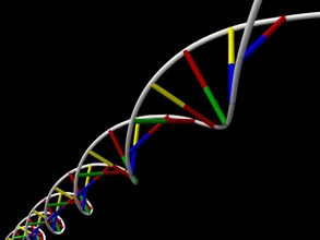 fita de dna ácido o adn anatomia cromossomo código desoxirribonucléico casal evolução gene genética harry hélice vida cal médica modelo molécula nucleotídeos organismo fosfato rna ciência strand 3d print model - Mito3D