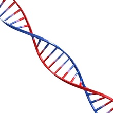 de l'adn l'adénine l'anatomie la biologie corps cellule caractère cytosine darwin le numérique gène guanine garantie cœur hélice l'homme médicaux modèle molécule musculature noyau qualité l' schématique science souche strand thymine 3d print model - Mito3D