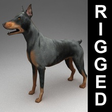 doberman rigged animal beast bone dog hounds kvakling lower lowpoly mammal model pets polygobal rig 3d print model - Mito3D