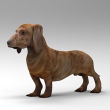 dog dachshund 3d wanderer 4d animal boxer canine cheetah3d cinema circus collection dobermann mammal model pets pinscher puppy rottweiler terrier texture 3d print model - Mito3D