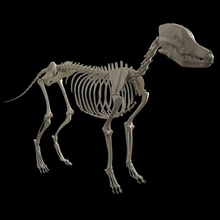 perro esqueleto 3d la anatomía animal arnold cuerpo hueso canino carácter humanos husky igorov maya modelo fotorrealista depredador pastor el cráneo textura los rayos uv lobo 3d print model - Mito3D