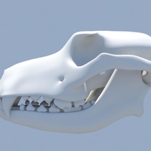 cane cranio l'anatomia animale corpo l'osso canino carattere morti fishinthewater testa umana mammifero modello scheletro denti 3d print model - Mito3D