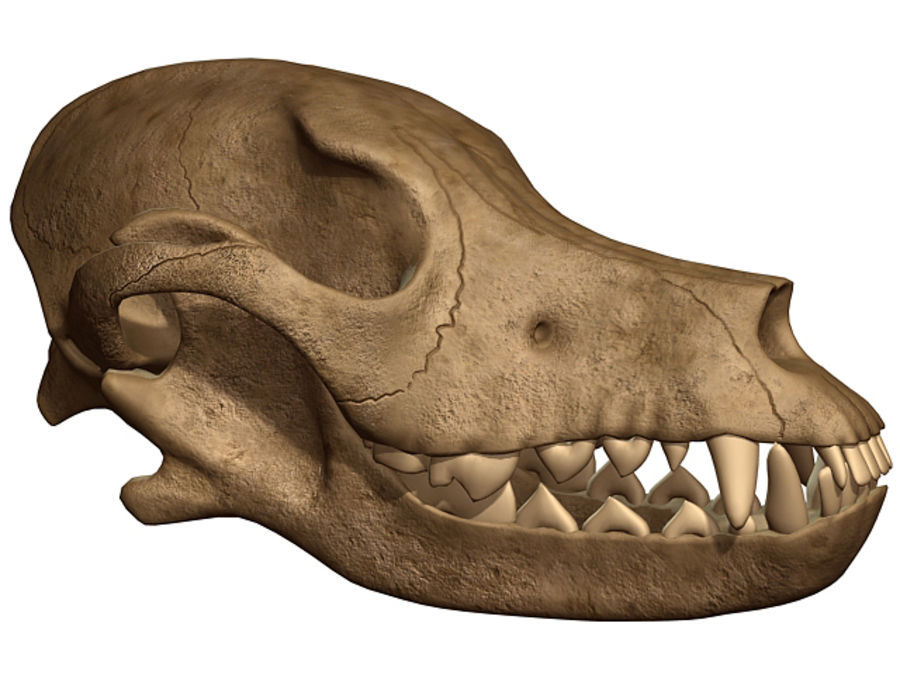 dog skull anatomy animal body bone canine cattle character coyote cranium dead death deceased feline fox halloween head human mammal model museum realistic skeleton teeth wolf zhenya85 3D print model - Mito3D
