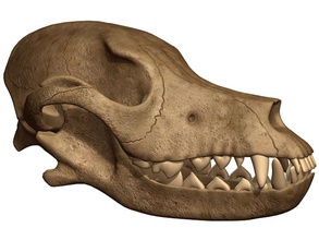 dog skull anatomy animal body bone canine cattle character coyote cranium dead death deceased feline fox halloween head human mammal model museum realistic skeleton teeth wolf zhenya85 3d print model - Mito3D