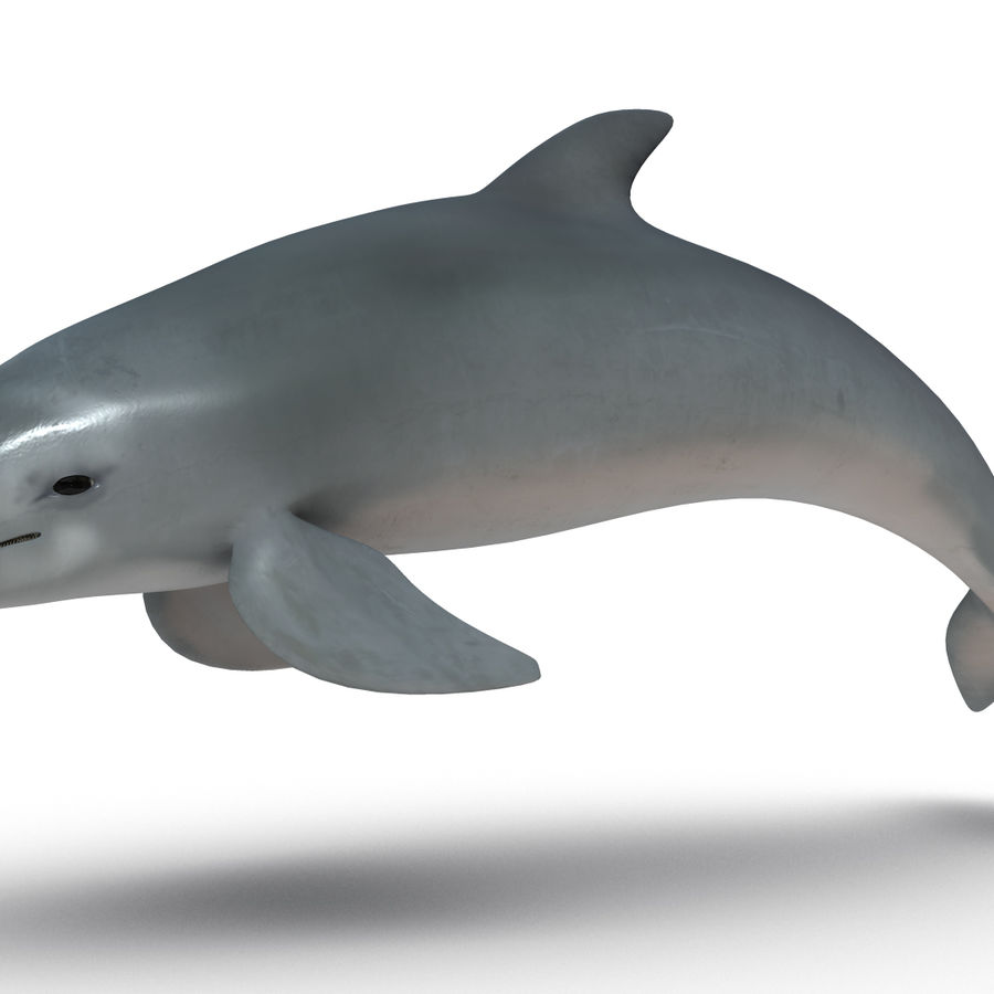 delfino animale acquatici davus716 pesce mammifero modello oceano focene mare nuoto subacquea acqua 3D print model - Mito3D