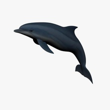 dolphin v1 delfino animali stampabile lowpoly 3d print model - Mito3D