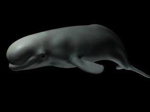 Yunus balina hayvan su memeli model deniz zhenya85 3d print model - Mito3D