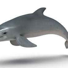 dolphin animal aquatic davus716 fish mammal model ocean porpoises sea swimming underwater water 3d print model - Mito3D