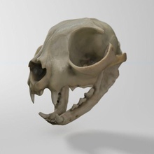 domestic cat skull anatomy andrewninja animal bobcat body bone character evil feline ferral house human model stray tabby 3d print model - Mito3D