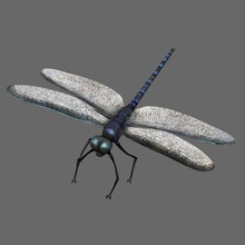 dragonfly animal balmoral fly insects model mudbox 3d print model - Mito3D
