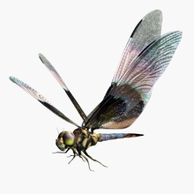 dragonfly 3d animal bamboo beautiful bug damselfly fairytale fly insects lochness model nature pond realistic wildlife wing 3d print model - Mito3D