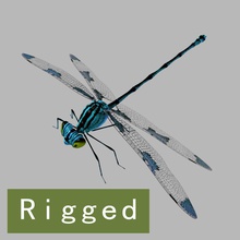 dragonfly rigged animal beetle bug cg dreamer dragon fly forest green hunter insects lake legs life maya model nature rig river wild wildlife wing 3d print model - Mito3D