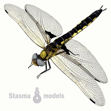 dragonfly animal beetle bug earth eco ecology fauna field fly forest green insects lake life model nature outdoor pond predator river space stasma water wild 3d print model - Mito3D