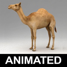 dromadaire chameau d'animation de l'afrique animal animées l'arabie arabique à dos désert l'égypte kvakling bas lowpoly les mammifères modèle poly rig la marche pied 3d print model - Mito3D