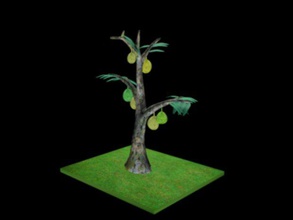 durian albero piante 3d print model - Mito3D