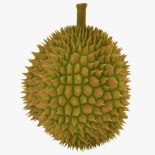 durian 3dror 3ds crop default ealistic exotic food fruit jack jackfruit max model scanline spiked stalk tropic tropical unwrapped vray 3d print model - Mito3D