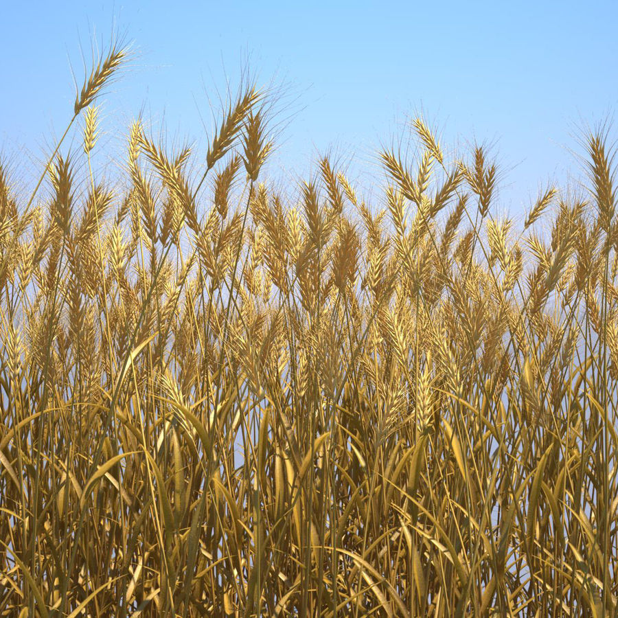 durum buğdayı alan 3dhedgehog tarım ekmek Mısır kulak ortamlar çiftlik gıda tahıl çim otlak model doğa bitki ray tohum küçük buğday 3D print model - Mito3D