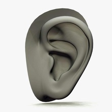 de l'oreille 3d l'anatomie arvindnb corps caractère propre tête l'audition l'homme la boucle max maya maillage modèle obj pièces réaliste 3d print model - Mito3D
