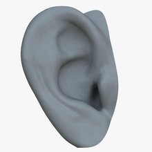 ear 3d anatomy body character dcbittorf drum guys head human male man maya model parts realistic reference skin surface 3d print model - Mito3D