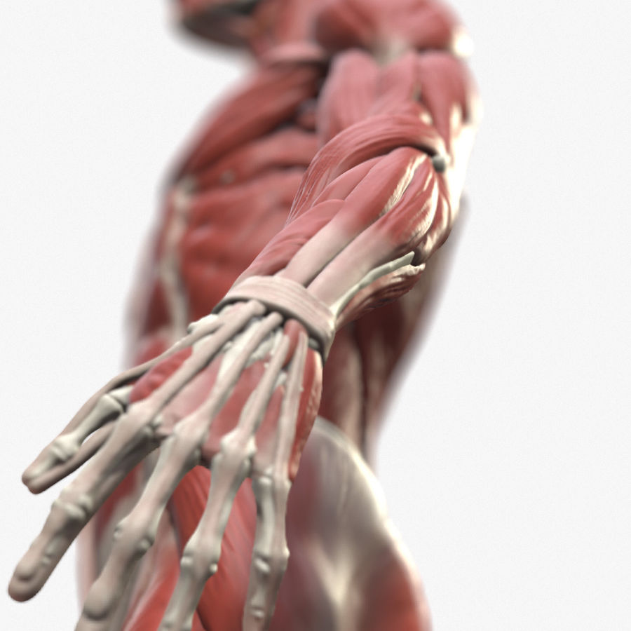 ecorche masculino de referência anatômicos anatômica anatomia o corpo bonebrew22 personagem os caras humanos do sexo homem modelo a musculatura 3D print model - Mito3D