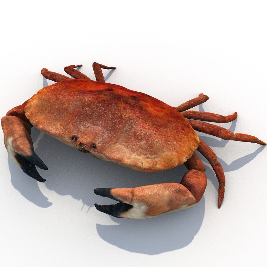edible crab 3d andreas animal atlantic brown cancer creatures crustacean crusted decapod fish food model north ocean pagurus pie piel realistic sea seafood 3D print model - Mito3D