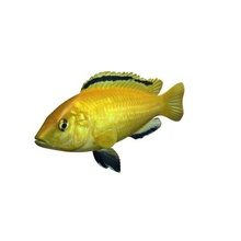 amarillo eléctrico de cíclidos v1 los pescado acuático la vida imprimible lowpoly a acuática 3d print model - Mito3D