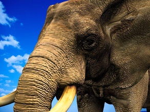Elefanten in Afrika afrikanischen Tier elefant Elfenbein Modell selis3d 3d print model - Mito3D